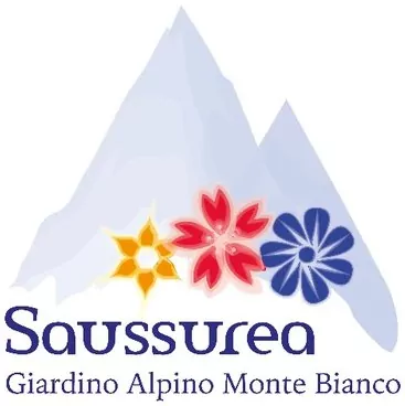 Saussurea - Giardino Alpino Monte Bianco