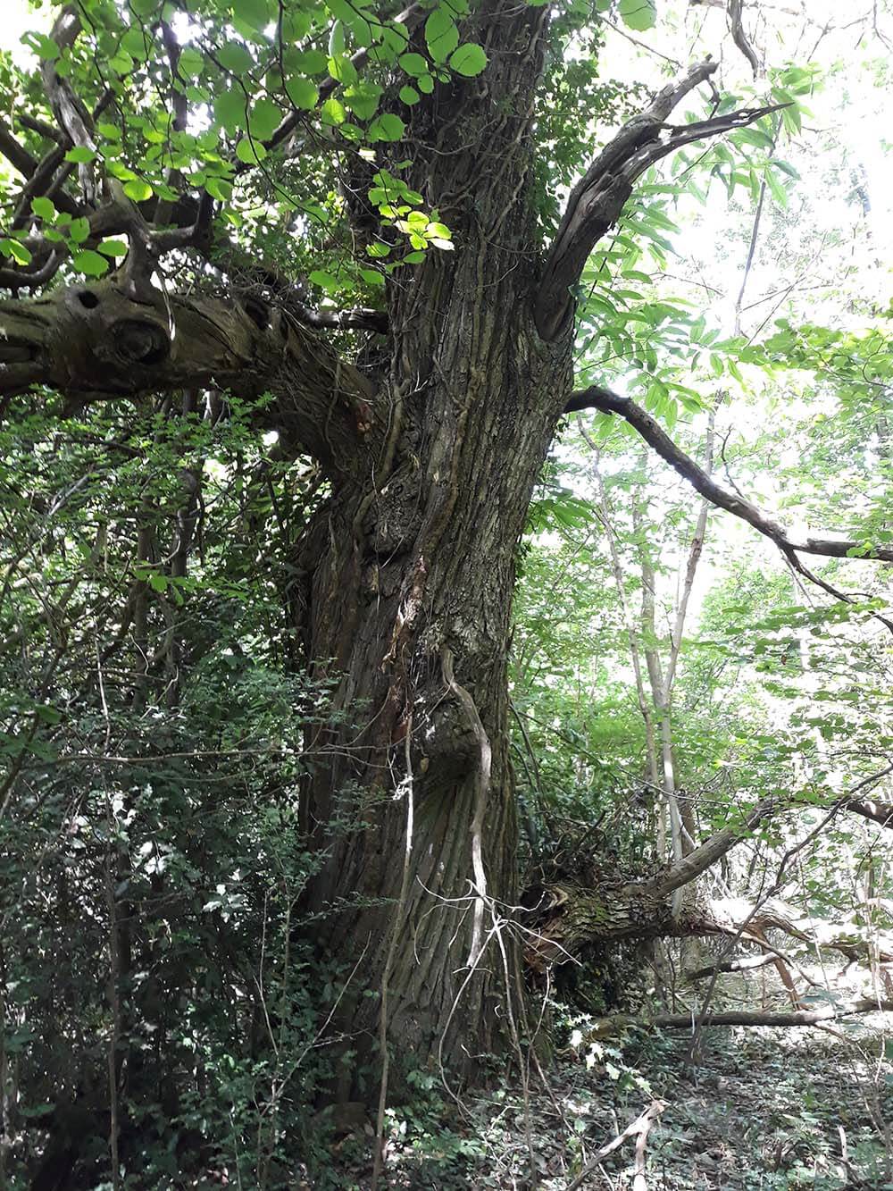 Offre de stage : Modélisation de la niche écologique d’espèces forestières patrimoniales du Massif des Alpes