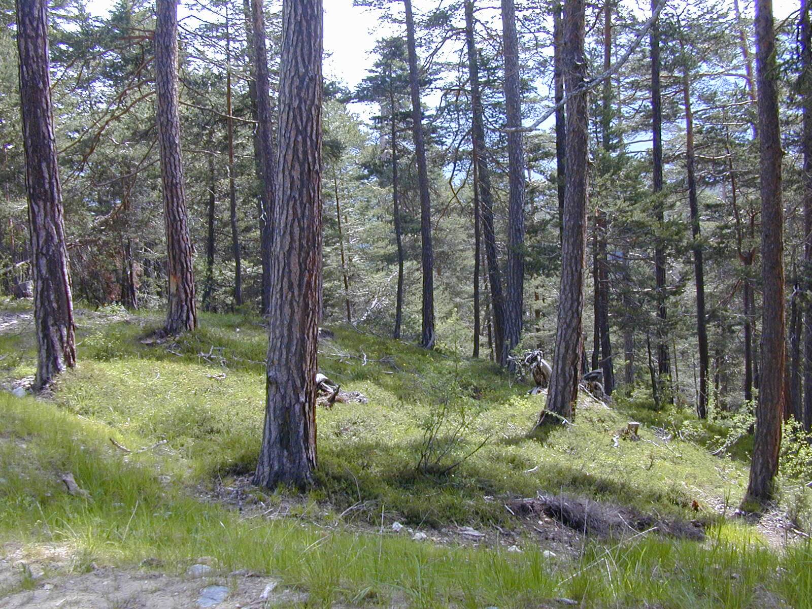 Stage – Caractérisation de stations d’espèces végétales forestières patrimoniales