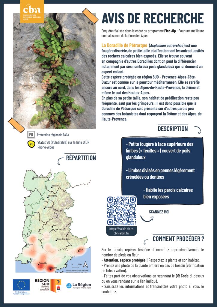 Asplenium petrarchae