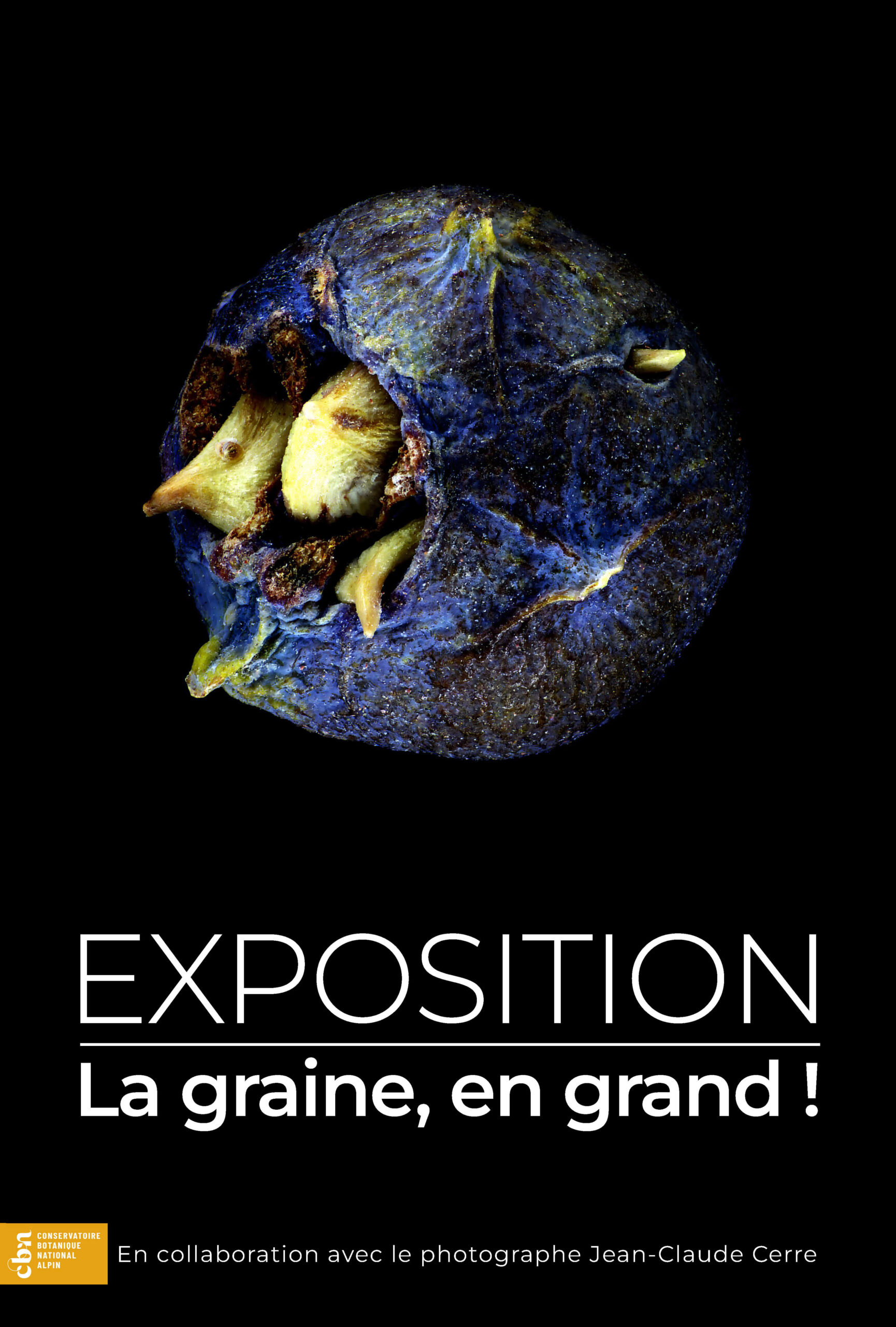 La graine, en grand !