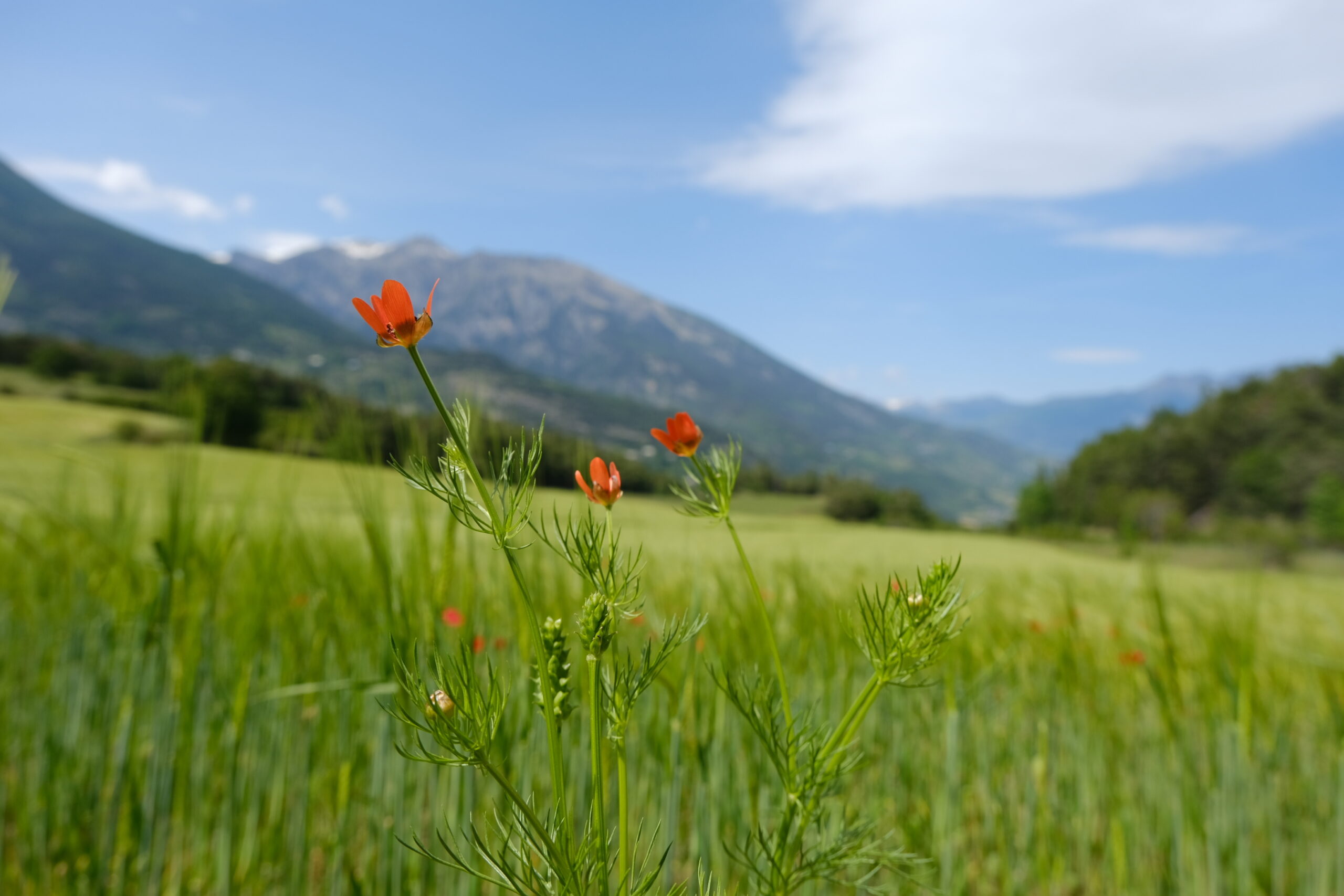 Offre de stage : identification des enjeux flore pastoralisme dans les Alpes françaises, analyses et propositions d’actions