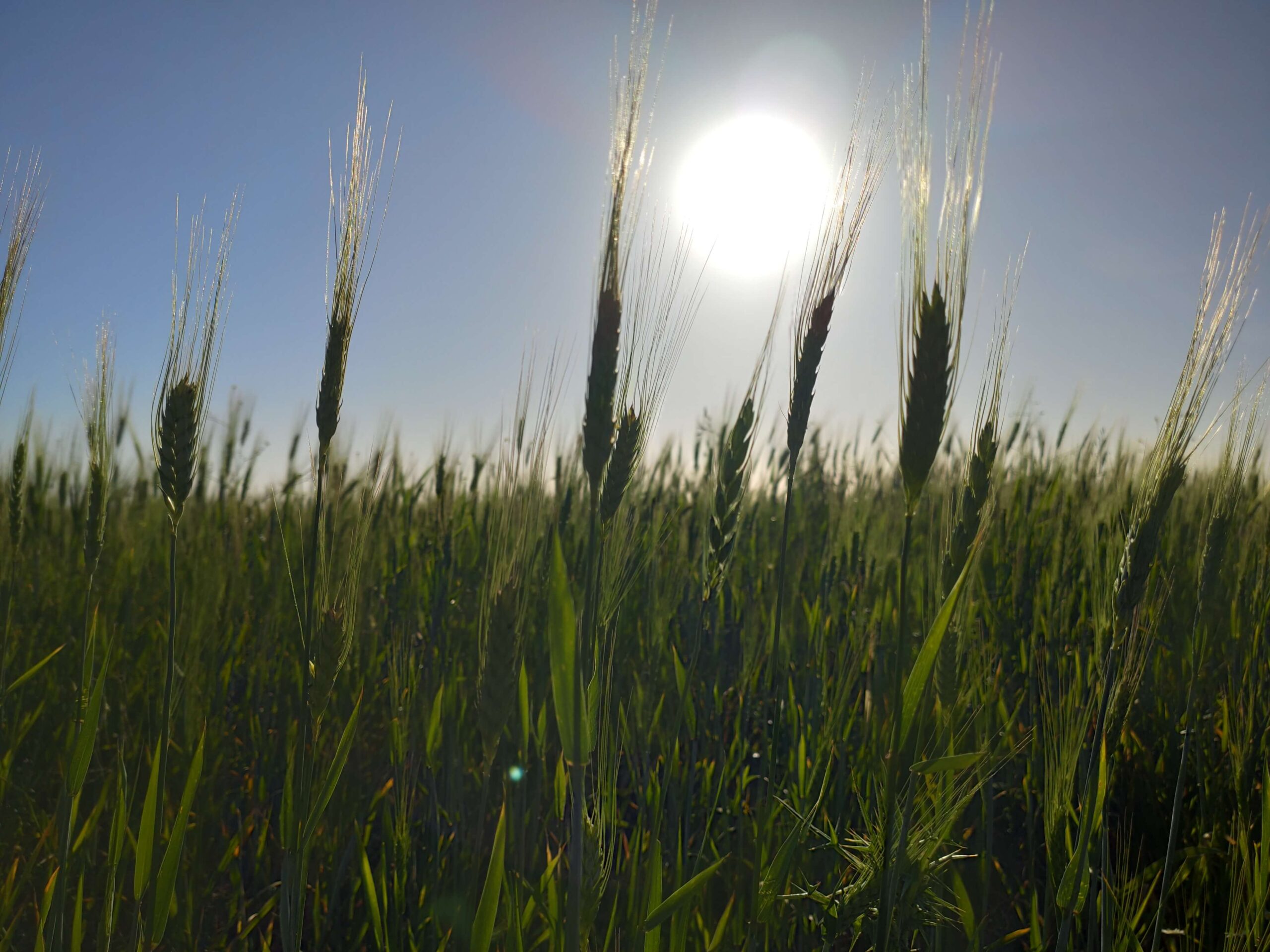 Offre de stage : évaluer l’impact des plantes messicoles sur la biofertilité du sol en céréales et en vignes.