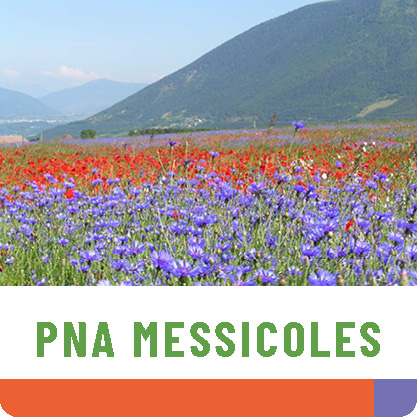 Préservation et renforcements des populations de plantes messicoles en Auvergne-Rhône-Alpes