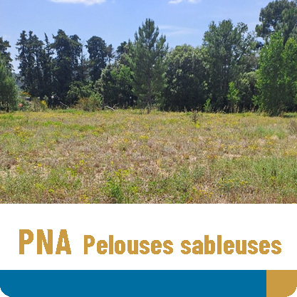 « Améliorer l’état des populations d’espèces végétales et des habitats de pelouses sableuses »