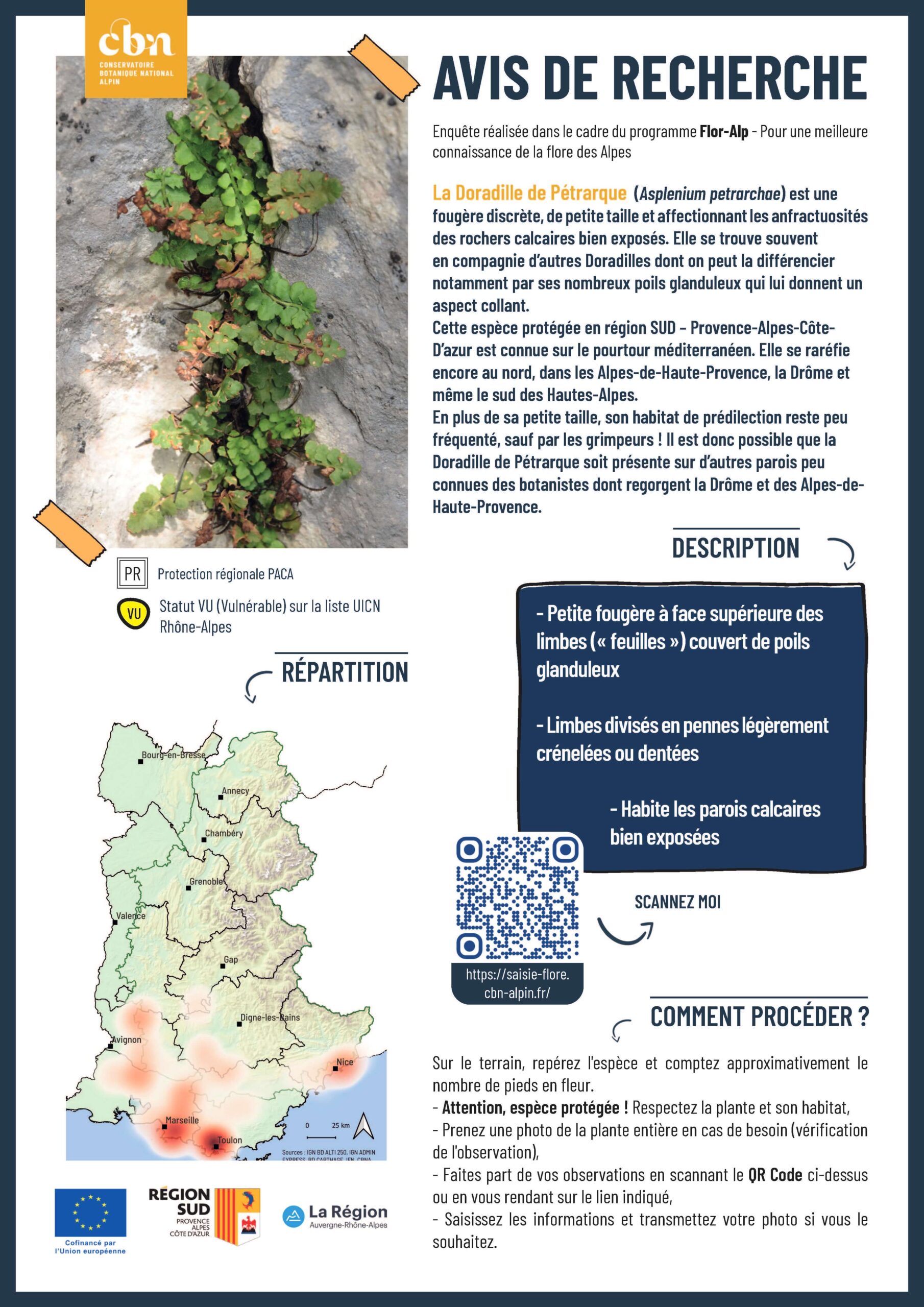 Avis de recherche – Asplenium petrarchae