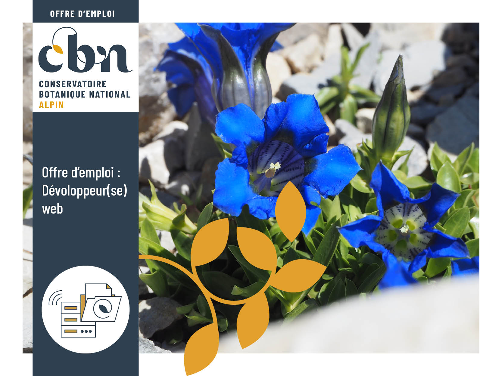 Offre d’emploi : Développeur / Développeuse web