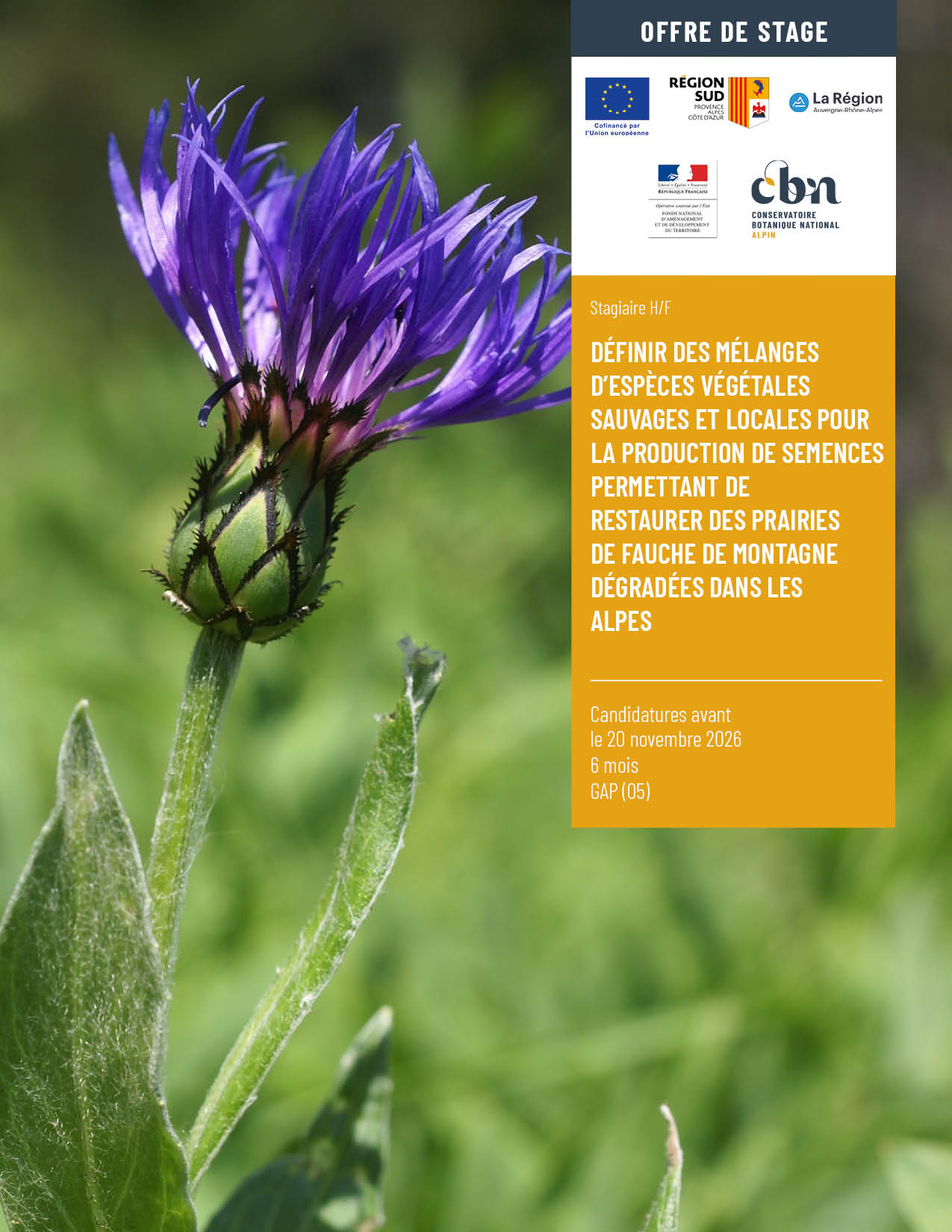 Offre de stage : Définir des mélanges d’espèces végétales sauvages et locales pour la production de semences permettant de restaurer des prairies de fauche de montagne dégradées dans les Alpes