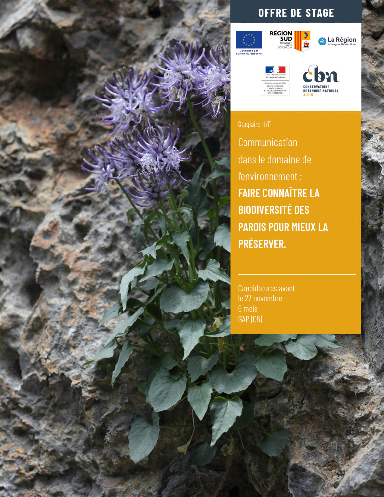 Offre de stage : faire connaître la biodiversité des parois pour mieux la préserver